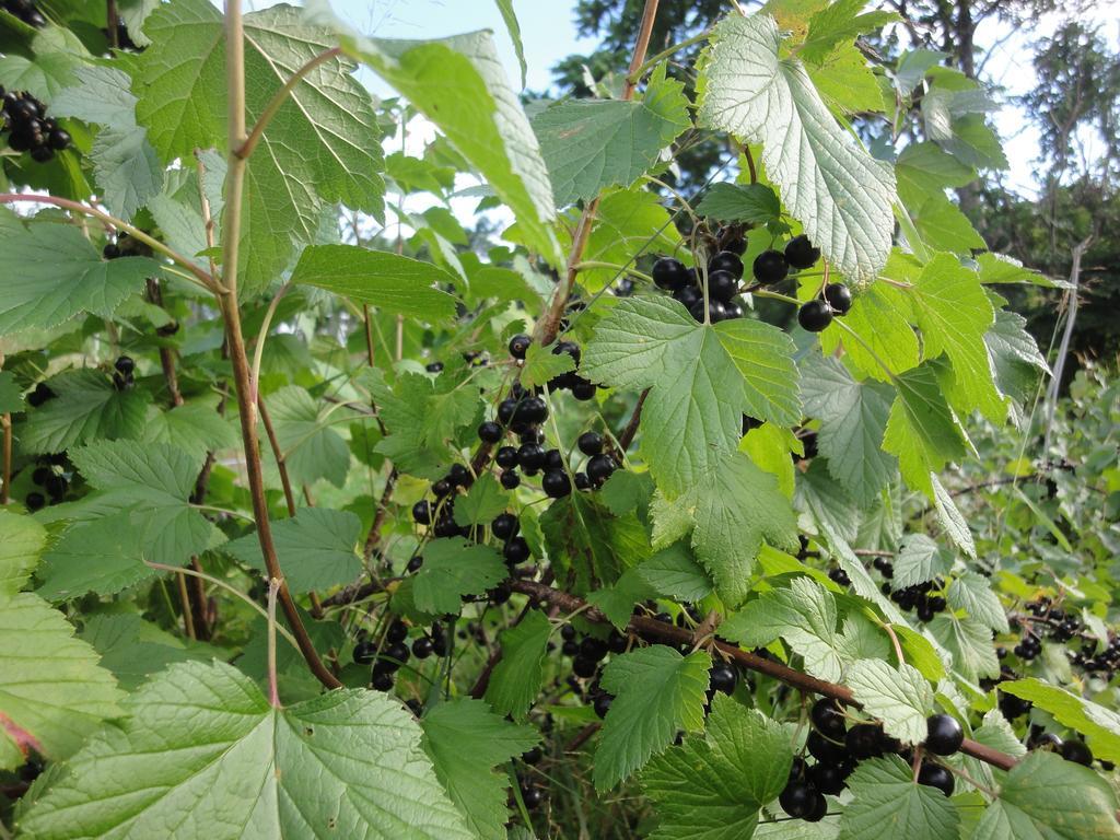 Farm Inn Anima No Sato Abashiri Εξωτερικό φωτογραφία
